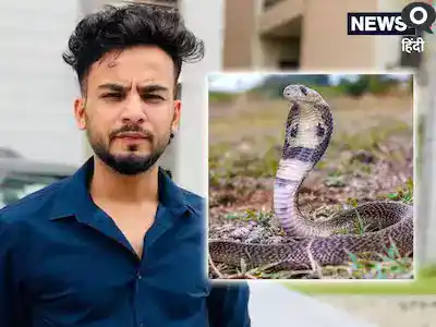 एल्विश यादव मुसीबत में, कोबरा का जहर मिला रेव पार्टी में, Elvish Yadav in trouble, cobra poison found in rave party hindi news, Elvish Yadav snake poison news in hindi